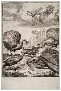 El arrendajo y los pavos reales